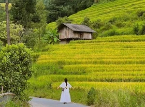 Nam Cang Ripe Rice Season: A Hidden Photography Gem in Sapa - image 11