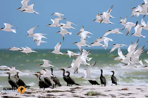 Lost in a Real-Life Paradise: Between the Sahara Desert and the Atlantic Ocean - image 2