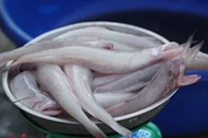 From Poor Man's Food to Gourmet Delicacy: The Surprising Rise of This Local Fish - image 6