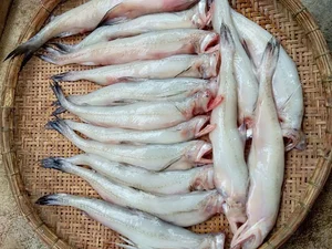 From Poor Man's Food to Gourmet Delicacy: The Surprising Rise of This Local Fish - image 2