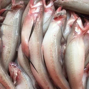 From Poor Man's Food to Gourmet Delicacy: The Surprising Rise of This Local Fish - image 4