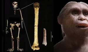 Unveiling the Mystery of the Shrunken Humanoid: Science vs. Legend - image 1
