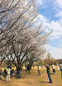 Chasing the Magic of Late-Blooming Cherry Blossoms in Seoul - image 2