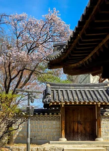 Chasing the Magic of Late-Blooming Cherry Blossoms in Seoul - image 8