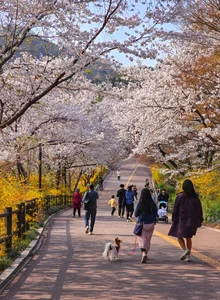 Chasing the Magic of Late-Blooming Cherry Blossoms in Seoul - image 9