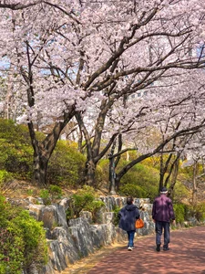 Chasing the Magic of Late-Blooming Cherry Blossoms in Seoul - image 5
