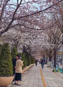 Chasing the Magic of Late-Blooming Cherry Blossoms in Seoul - image 10