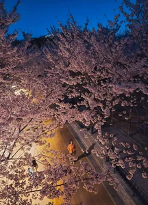 Chasing the Magic of Late-Blooming Cherry Blossoms in Seoul - image 6