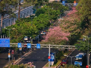 The Stunning Pink Trumpet Flower Season Arrives in Saigon Streets - image 3