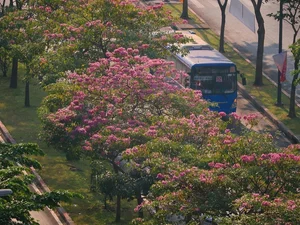 The Stunning Pink Trumpet Flower Season Arrives in Saigon Streets - image 4