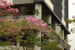 The Stunning Pink Trumpet Flower Season Arrives in Saigon Streets - image 2