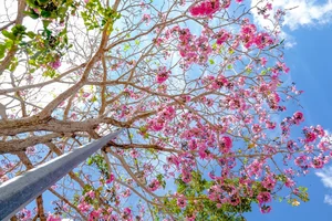 The Stunning Pink Trumpet Flower Season Arrives in Saigon Streets - image 0