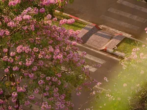 The Stunning Pink Trumpet Flower Season Arrives in Saigon Streets - image 5