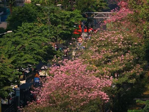 The Stunning Pink Trumpet Flower Season Arrives in Saigon Streets - image 1