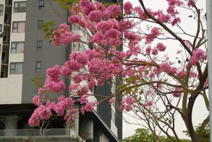 The Stunning Pink Trumpet Flower Season Arrives in Saigon Streets - image 6