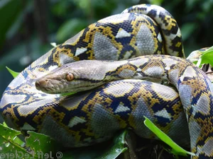 Shocking Discovery: Son Finds Mysterious Creature in Garden While Looking for Mother - image 4