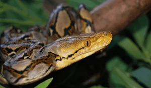 Shocking Discovery: Son Finds Mysterious Creature in Garden While Looking for Mother - image 2
