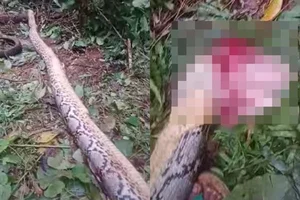 Shocking Discovery: Son Finds Mysterious Creature in Garden While Looking for Mother - image 0