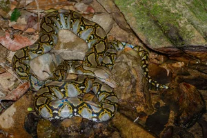 Shocking Discovery: Son Finds Mysterious Creature in Garden While Looking for Mother - image 7