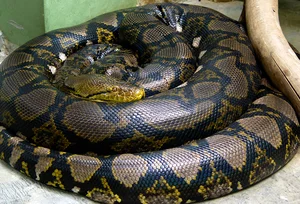 Shocking Discovery: Son Finds Mysterious Creature in Garden While Looking for Mother - image 6