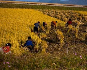 Rare Photos of Rural North Korea: A Glimpse into the Countryside's Hidden Landscapes - image 10