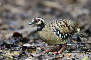 Rare Wildlife Discovery: Camera Traps Reveal Endangered Species in Nui Chua National Park - image 5
