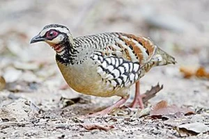Rare Wildlife Discovery: Camera Traps Reveal Endangered Species in Nui Chua National Park - image 8