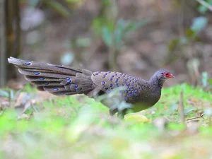 Rare Wildlife Discovery: Camera Traps Reveal Endangered Species in Nui Chua National Park - image 2