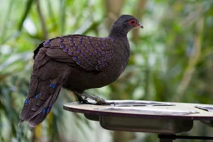 Rare Wildlife Discovery: Camera Traps Reveal Endangered Species in Nui Chua National Park - image 3