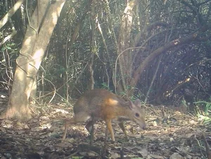 Rare Wildlife Discovery: Camera Traps Reveal Endangered Species in Nui Chua National Park - image 7
