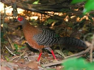 Rare Wildlife Discovery: Camera Traps Reveal Endangered Species in Nui Chua National Park - image 4