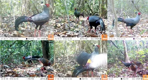 Rare Wildlife Discovery: Camera Traps Reveal Endangered Species in Nui Chua National Park - image 1