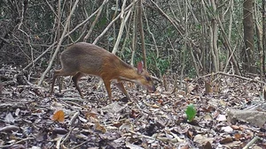Rare Wildlife Discovery: Camera Traps Reveal Endangered Species in Nui Chua National Park - image 0