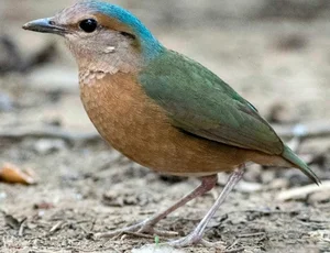 Rare Wildlife Discovery: Camera Traps Reveal Endangered Species in Nui Chua National Park - image 6