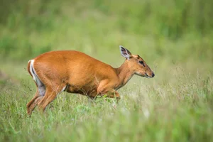 Biodiversity Breakthrough: Rare and Endangered Species Discovered in Thanh Hoa, Vietnam - image 2