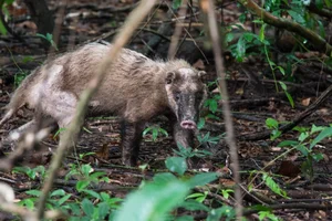 Biodiversity Breakthrough: Rare and Endangered Species Discovered in Thanh Hoa, Vietnam - image 4
