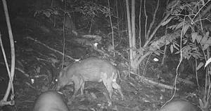 Biodiversity Breakthrough: Rare and Endangered Species Discovered in Thanh Hoa, Vietnam - image 3