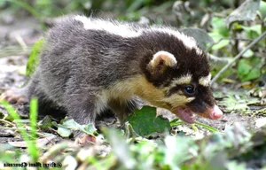 Biodiversity Breakthrough: Rare and Endangered Species Discovered in Thanh Hoa, Vietnam - image 1