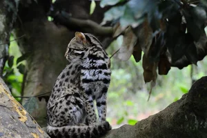 Biodiversity Breakthrough: Rare and Endangered Species Discovered in Thanh Hoa, Vietnam - image 5