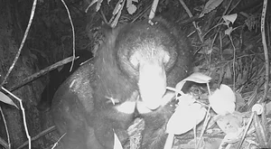 Biodiversity Breakthrough: Rare and Endangered Species Discovered in Thanh Hoa, Vietnam - image 0