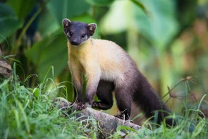 Biodiversity Breakthrough: Rare and Endangered Species Discovered in Thanh Hoa, Vietnam - image 6