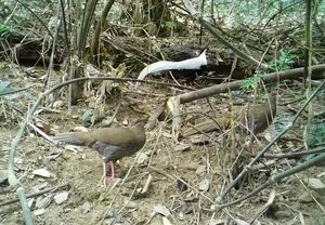Biodiversity Breakthrough: Rare and Endangered Species Discovered in Thanh Hoa, Vietnam - image 7