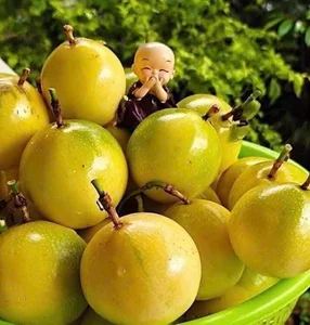 Exotic Guava-Scented Lemons Take the Vietnamese Fruit Market by Storm with Unique Aroma - image 4