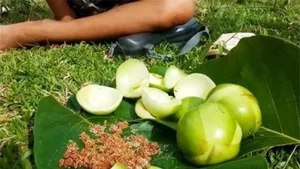 Three Forgotten Fruits Once Left to Rot That Are Now Expensive Delicacies - image 1