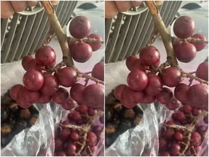 Three Forgotten Fruits Once Left to Rot That Are Now Expensive Delicacies - image 4