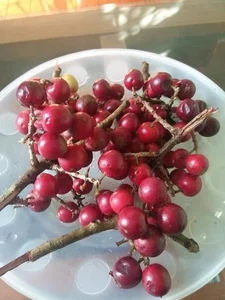 Three Forgotten Fruits Once Left to Rot That Are Now Expensive Delicacies - image 5