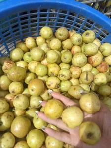 Three Forgotten Fruits Once Left to Rot That Are Now Expensive Delicacies - image 7
