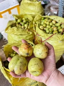 Three Forgotten Fruits Once Left to Rot That Are Now Expensive Delicacies - image 3