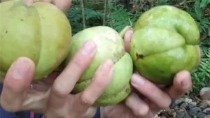 Three Forgotten Fruits Once Left to Rot That Are Now Expensive Delicacies - image 2