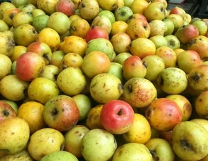 Three Forgotten Fruits Once Left to Rot That Are Now Expensive Delicacies - image 8